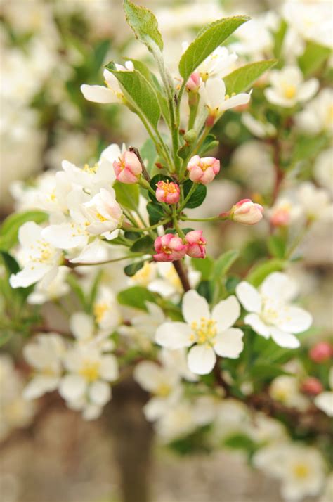 dwarf flowering crabapple sale.